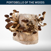 Tawaka | Grow Kit (Shipping 3rd Nov)